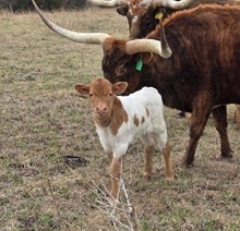RJF ILLINI COWBOY X RJF LIBERTY FOR ALL (B) 1/25