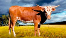 Cowboy's Beauty
