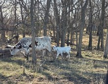 JBR 24 KARAT X  RJF ILLINI COWBOY (H)