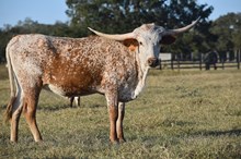 RJF STAR OF THE SHOW 340