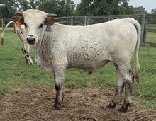 BR JUNGLE JIM X ROSE BLOSSUM ET (B) TAG 462