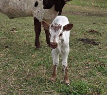 BAR R HERITAGE X COUNTY LINE 222 (H)