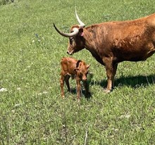 LL Lil Red Pistol x County Line 222 (b) 5.2.25