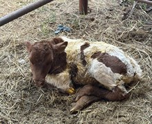RC LACEY K X REBEL HR ET (H) TAG 510