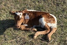 SL LONE STAR SUNNY X SL COWBOY GRANDE TAG 511 (H)