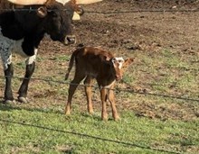 COUNTY LINE 222 X WL CHARROS DESTINY (H) TAG 522