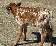 HR AWESOME REB X SL THE UNDERTAKER (H) TAG 523