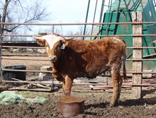 SL 20 COWGIRLS MILKING X SL THE UNDERTAKERTAG 526