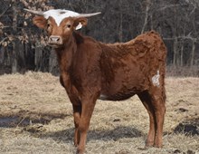 #2414 - RJF Casanova Rosebud x Rebel