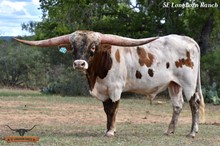 RJF COWBOY REB