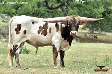 RJF COWBOY REB