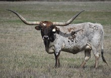 RJF COWBOY'S STARLET - Tag 828