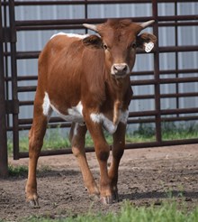 SL THE UNDERTAKER X LC OPTIMUS STAR TAG 422