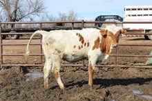 HL TUFF'S DAYSTAR X SL THE UNDERTAKER (H) TAG 531