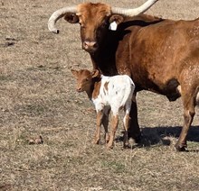 JBR VIDA X RJF ILLINI COWBOY (H) TAG 500