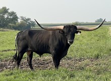 TCR KANSAS COWBOY