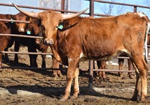 JBR JAMMIN JEWEL 414