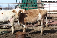 RJF MERCY'S MAGIC X SL THE UNDERTAKER (H) TAG 518