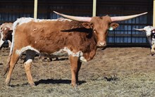 JBR/SL REBEL VIDALIA 406